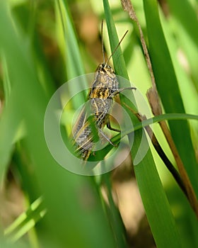 Insect grasshopper on the green grass