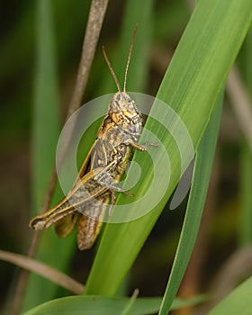 Insect grasshopper on the green grass