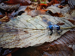 Insect on gray leafe