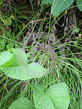 Insect with green background