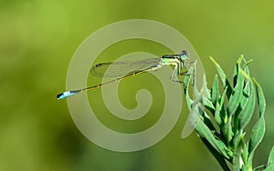 Insect in green and blue photo