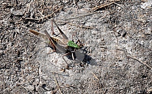 Insect, green grasshopper