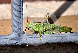 Insect - green grasshopper