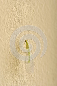 Insect Green Lacewing