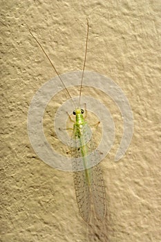 Insect Green Lacewing