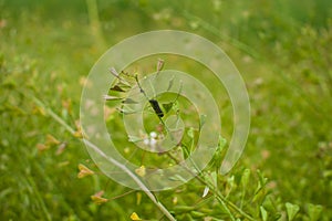 An insect on a green leaf The life of an insect A plant called