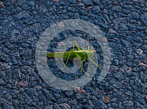 insect green locust sits road