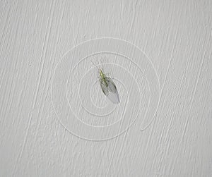Insect with green transparent mesh wings on a gray background. Lacewing lat. Chrysopidae