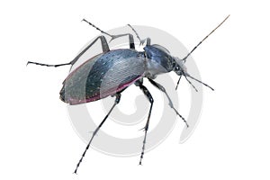 Insect ground beetle
