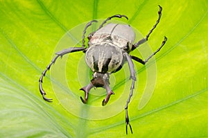 Insect hart horn flower beetle