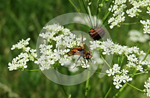 Insect on heracleum plant, closeup