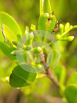 An insect is hiding behind a leaf