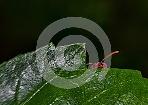 insect is hiding behind the leaf.