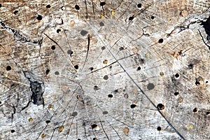 Insect holes photo
