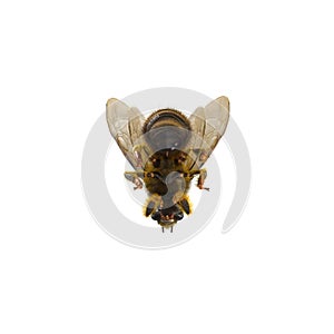 Insect honey bee isolated on white. 3D illustration