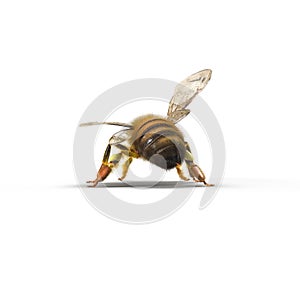 Insect honey bee isolated on white. 3D illustration