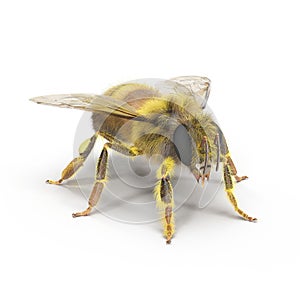 Insect honey bee isolated on white. 3D illustration