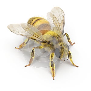 Insect honey bee isolated on white. 3D illustration