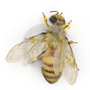 Insect honey bee isolated on white. 3D illustration