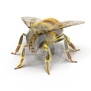 Insect honey bee isolated on white. 3D illustration