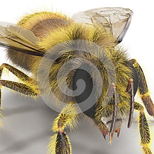 Insect honey bee isolated on white. 3D illustration