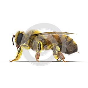 Insect honey bee isolated on white. 3D illustration