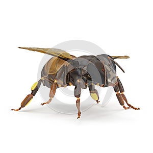 Insect honey bee isolated on white. 3D illustration