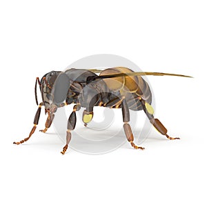 Insect honey bee isolated on white. 3D illustration