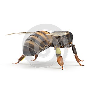 Insect honey bee isolated on white. 3D illustration