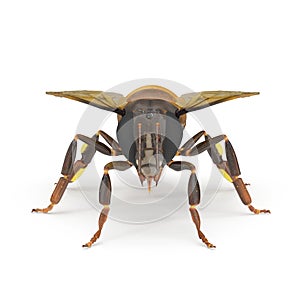 Insect honey bee isolated on white. 3D illustration