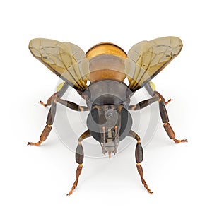 Insect honey bee isolated on white. 3D illustration