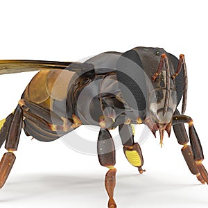 Insect honey bee isolated on white. 3D illustration