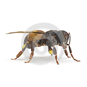 Insect honey bee isolated on white. 3D illustration