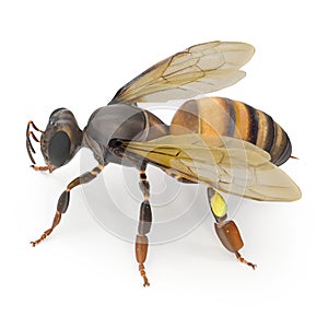 Insect honey bee isolated on white. Side view. 3D illustration