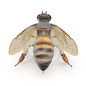 Insect honey bee isolated on white. Top view. 3D illustration