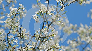 Insect honey bee pollinates. Blossom Cherry Or Apple Small White Flowers On Tree Branches. Blossoming Tree Brunch With