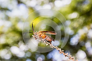 Insect with horn