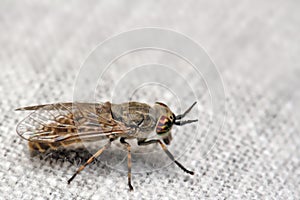 Insect horse-fly with color eyes on the fabric of clothes.