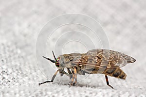 Insect horse-fly with color eyes on the fabric of clothes.