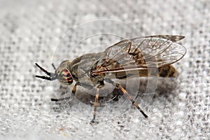 Insect horse-fly with color eyes on the fabric of clothes.