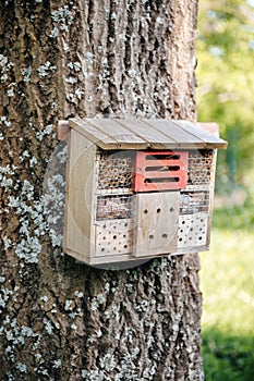 Insect hotel on the large tree trunk