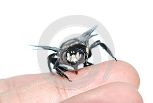 Insect humble bee on hand