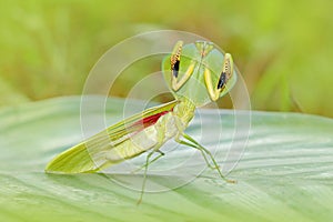 Insect hunter in the nature. Leaf Mantid, Choeradodis rhombicollis, insect from Ecuador. Beautiful evening back light with wild an