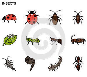 Insect icon photo