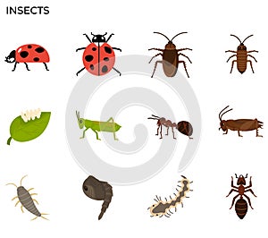 Insect icon photo