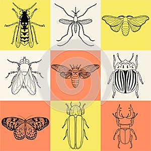 Insect icons set. Cicada and stag beetle, firefly and wasp, fly and paperkite butterfly, colorado beetle and mosquito,