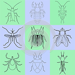 Insect icons set. Earwig and tick, stink bug and cricket, fly and louse, colorado beetle and mosquito,