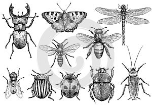 Insect illustration, drawing, engraving, ink, line art, vector