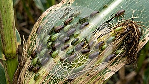 Insect Infestation Causing Damage to Green Corn Leaves