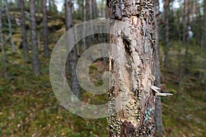 Insect-infested tree trunk photo